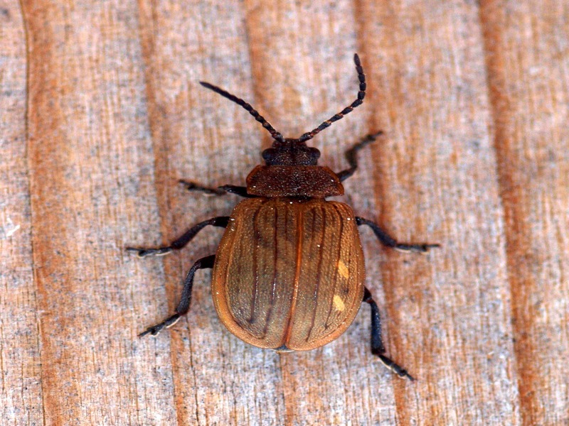 Chrysomelidae